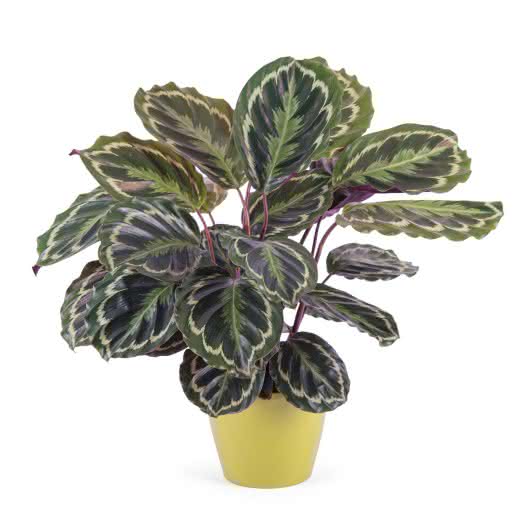 Magnifica planta de Calathea