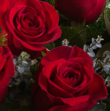 Flores de navidad