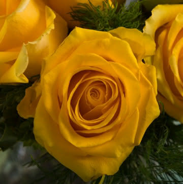 Ramos de rosas amarillas
