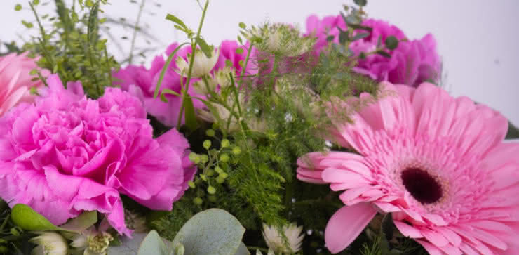 Enviar gerberas y claveles rosas