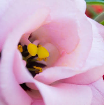 Enviar flores de condolencias