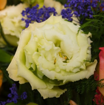 Enviar rosas y gerberas