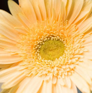 Enviar corona de flores de condolencias