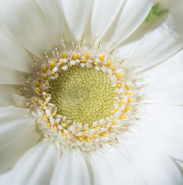Enviar flores de condolencias