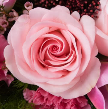 Enviar liliums rosas