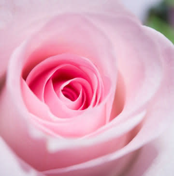 Rosas pastel