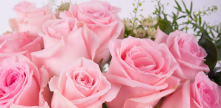 Enviar una ramo de rosas rosas a domiclio
