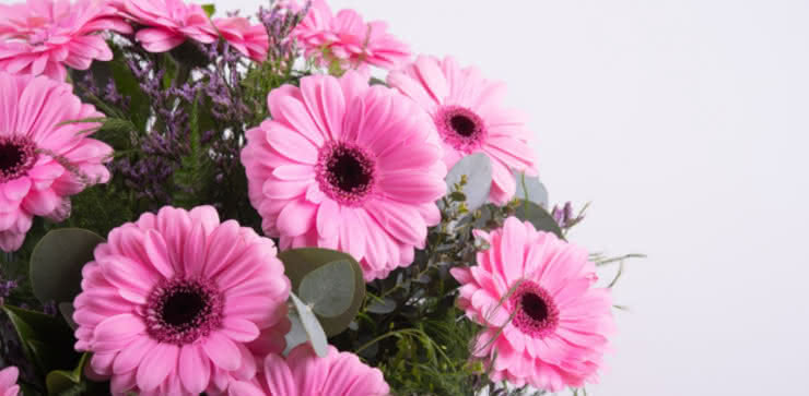 Enviar ramo de gerberas tonos rosas y moradas