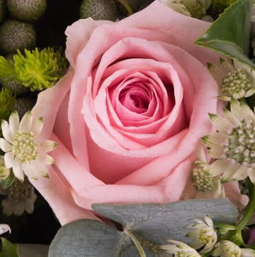 Ramo con rosas rosas