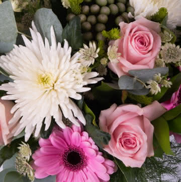 Enviar ramo de rosas y gerberas rosas