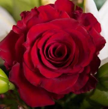 Enviar ramos de rosas rosas