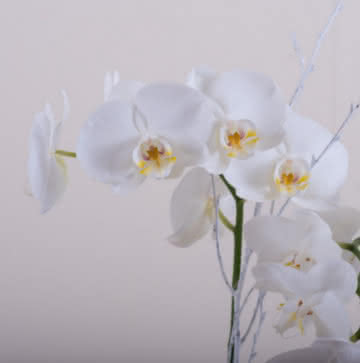Enviar orquídeas blancas