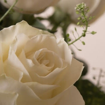 Ramos de rosas blancas