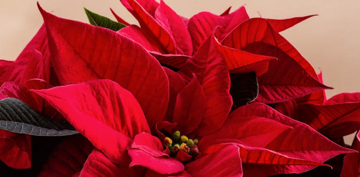 Enviar flor de pascua a domicilio