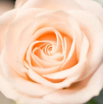 Rosas pastel