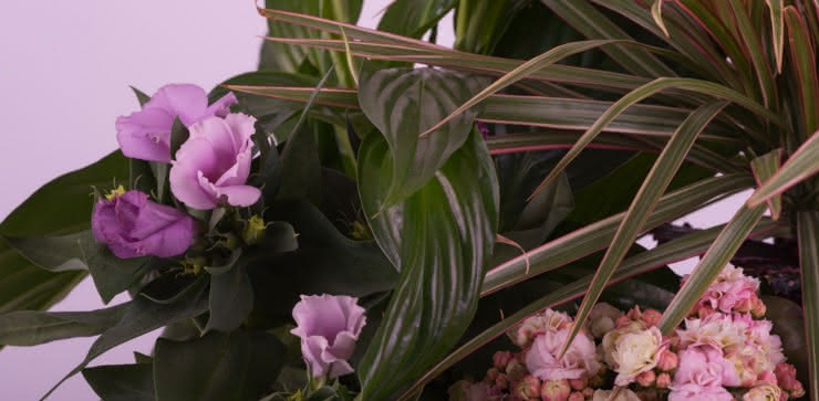 Enviar cesta de plantas a domiclio