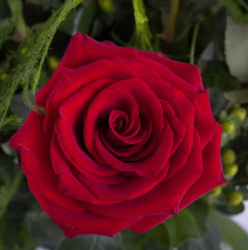 Ramo con rosas rojas