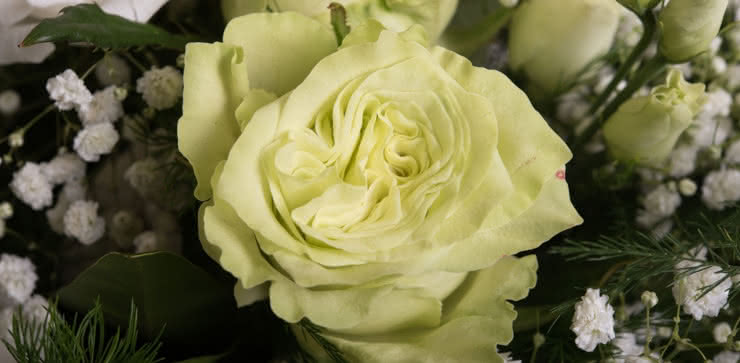 Enviar ramo de rosas tonos blancos y amarillos