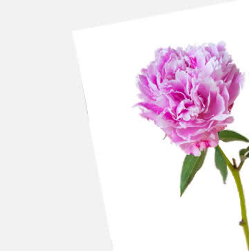 Enviar peonías - Ramo de peonías rosas - Interflora