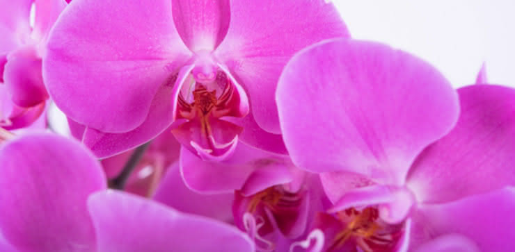 Cultivar tus orquídeas
