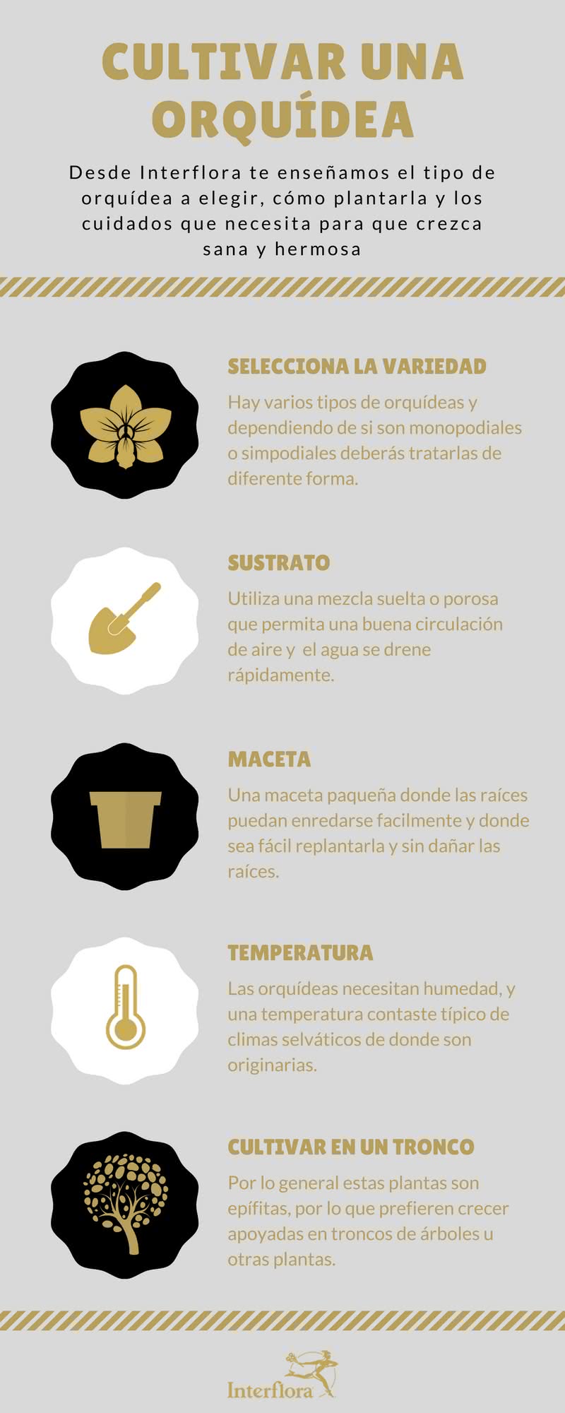 Infografía de Guía Básica para cultivar tus Orquídeas en casa