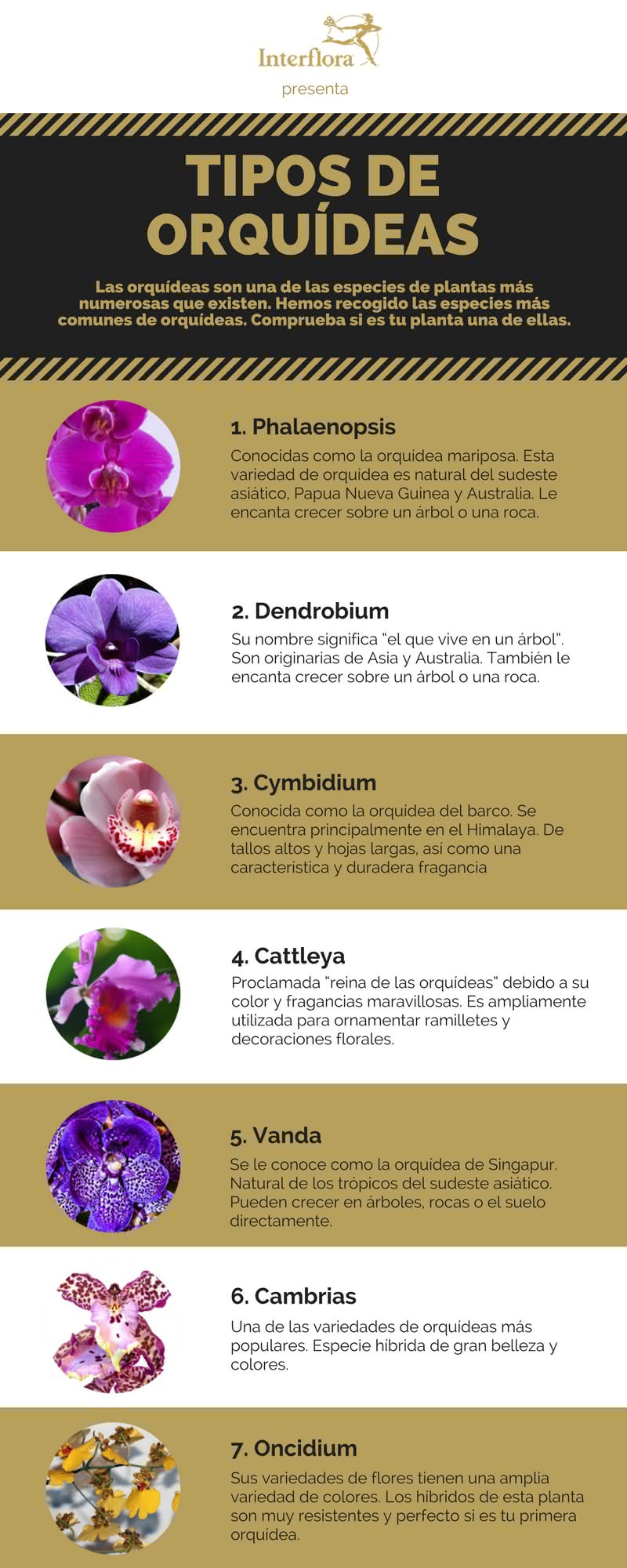 Infografía de Guía Básica para cultivar tus Orquídeas en casa